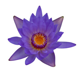 Closeup photo of Colorful purple water lily