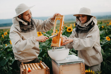 Young beekeepers work with bees in the apiary and eat honey.A young family of beekeepers collects...