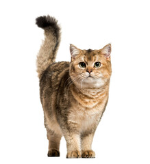 British Shorthair cat against white background_ cat png image - obrazy, fototapety, plakaty