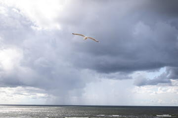 seagull flying over the sea