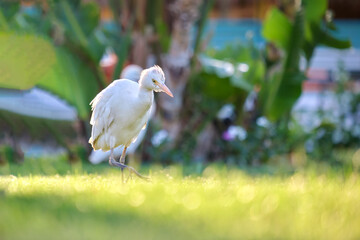 White cattle egret wild bird, also known as Bubulcus ibis walking on green lawn in summer