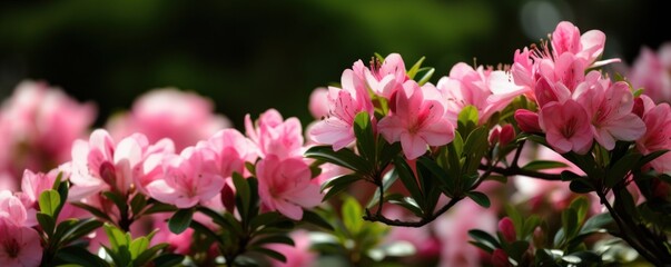 Pink Blossoms on Tree Branch