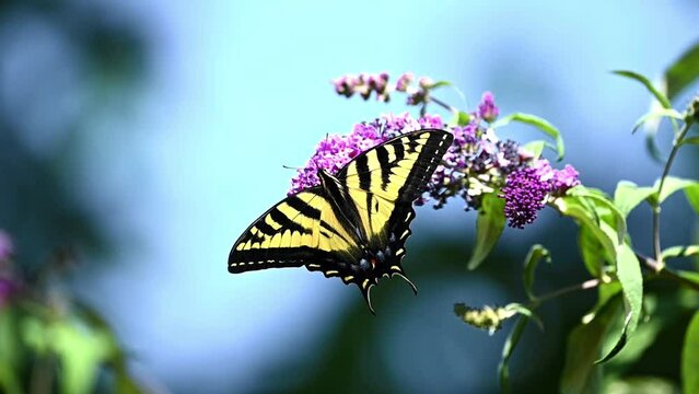 western tiger swallowtail butterfly on a flower