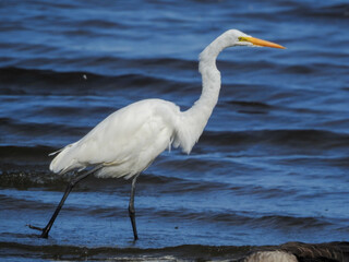 Stunning Egret wading in the shallows along the river  hunting for fish on a warm late summer morning.