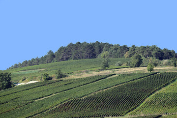 Fototapeta na wymiar Paysage des vignes champenoise