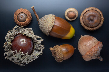 multiple kinds of acorn nuts