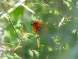 Red Fody bird perching in natural environment in Mauritius 