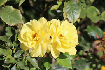 rosesflowers, riot; blooming; roses; nature; flora; botanical garden; Kyiv; bright; intense, pond