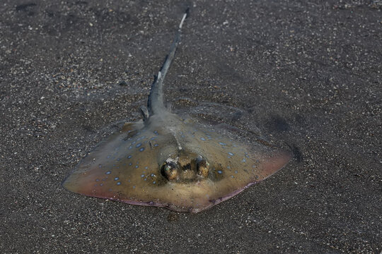 A blue-spotted stingray hunting for prey in shallow ocean waters. This beautiful patterned fish has the scientific name Neotrygon kuhlii.