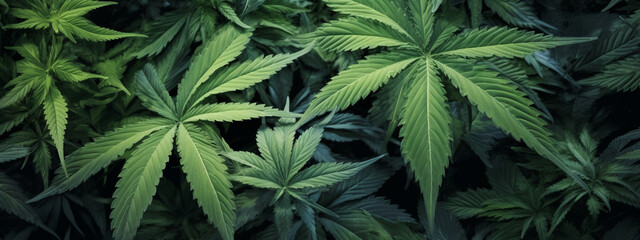 closeup of cannabis leaves, photography, photorealistic, ultrarealistic - obrazy, fototapety, plakaty