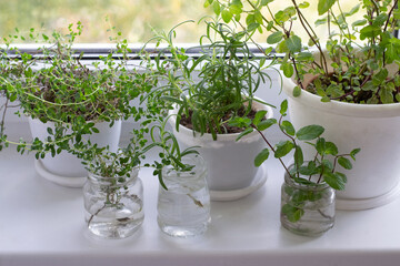Rosemary, thyme and mint in pots and in jars for rooting on window sill 