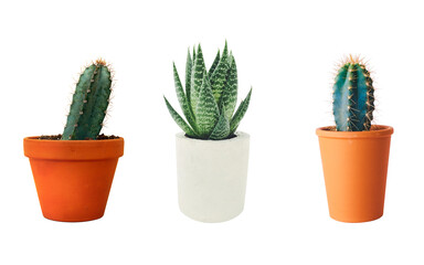 three pots of cactus transparent isolated for assets