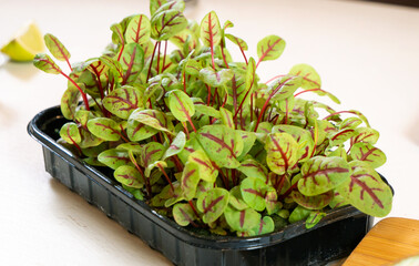 Micro-greens in a tray on the table, beet shoots. preparation of vegetarian salads.