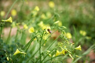 Close up of a bee collecting pollen from a yellow bermuda buttercup flower (Oxalis pes-caprae)