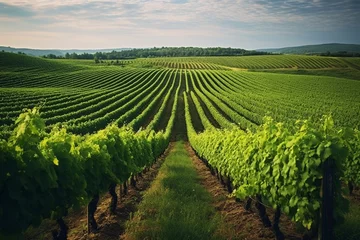 Fotobehang Vineyard Vistas: Captivating the Beauty of the Vines © pierre