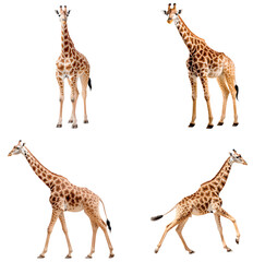 Giraffe (Standing front, Standing side, Walking, Running)