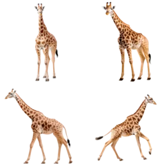 Gordijnen Giraffe (Standing front, Standing side, Walking, Running) © ZipArt