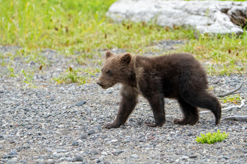 Cute Brown Bear Cub walking in Lake Clark Alaska
