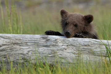 Cute Brown Bear Cub on a log  in Lake Clark Alaska  © Glenn