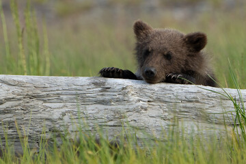 Cute Brown Bear Cub on a log  in Lake Clark Alaska
