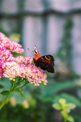 Butterfly on pink flower, Aglais io, the European peacock, the peacock butterfly