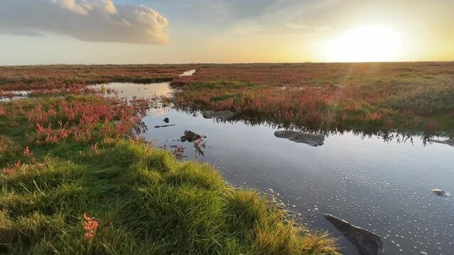 Cinematic clip of a warm sunset on a coastal marshlands and coastal marshland plants.