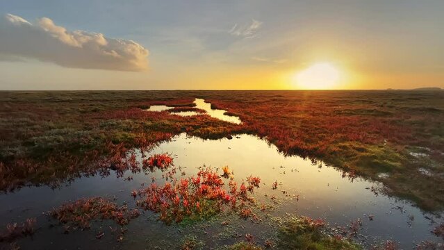 Beautiful golden sunset on a saltwater coastal marshland with rich flora and reflective water.