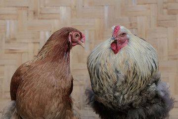 A pair of Brahma chickens are resting on a rock covered with moss. This chicken with a large and...
