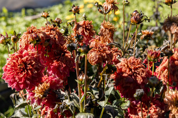 Dahlias dying after a frost