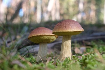 Close up of two mushrooms Aureoboletus projectellus, bolete fungus. Found in North America, and recently in Europe.