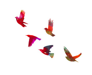 A flock of colored birds. Vector illustration