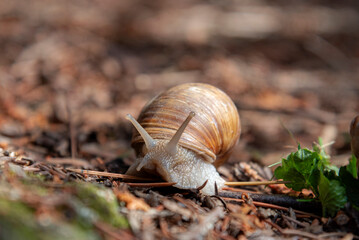 snail on a leaf