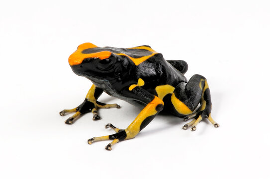 F&auml;rberfrosch // Dyeing poison dart frog (Dendrobates tinctorius) - "Alanis"