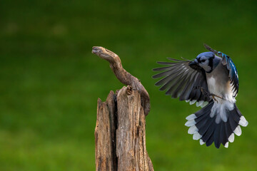 Blue Jay flying to a branch