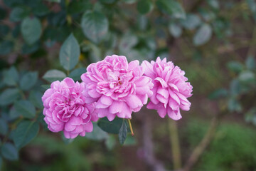 close up of pink flowers