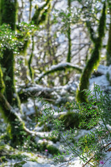 Sunlit mossy boxwood forest in winter, melting snow on the trees and on the ground. Spring vibe. Abkhazia, Lake Ritsa.