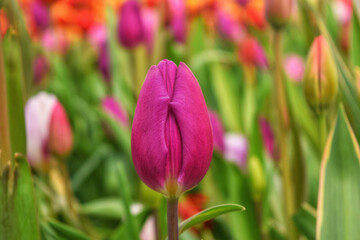 Colorful Harmony_Vibrant Flowers in Sunlight