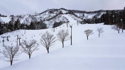 snow covered trees