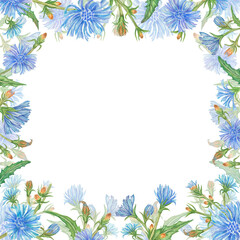 Floral frame of blue watercolor chicory flowers. Hand-Drawn square wreath. Design with empty space for text. Wedding invitation design element. flowers isolated on a white background.