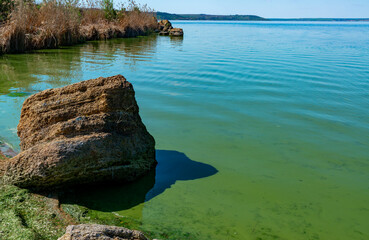 Eutrophication of the Khadzhibey estuary, blooms in the water of the blue-green algae Microcystis...