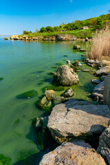 Eutrophication of the Khadzhibey estuary, blooms in the water of the blue-green algae Microcystis aeruginosa