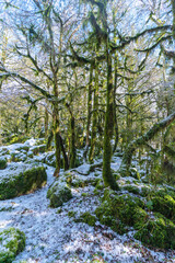 Sunlit mossy boxwood forest in winter, melting snow on the trees and on the ground. Spring vibe. Abkhazia, Lake Ritsa.