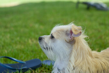 adorable little blond dog on walking sunny day