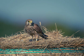 Turmfalke Action Foto
