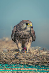 Turmfalke Action Foto