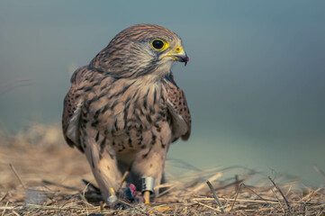 Turmfalke Action Foto