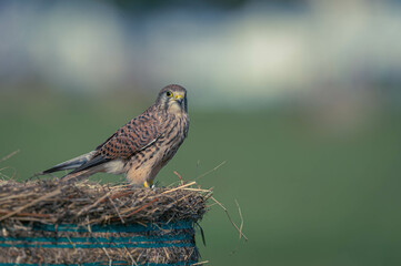 Turmfalke Action Foto
