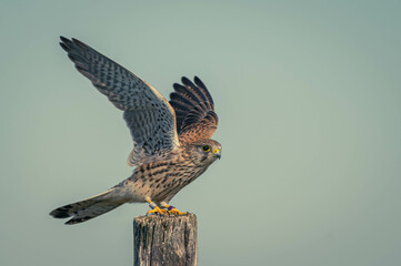 Turmfalke Action Foto