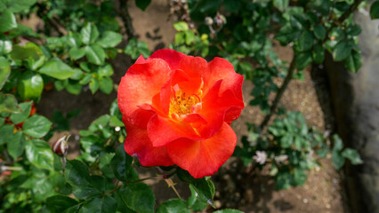 red and yellow tulips