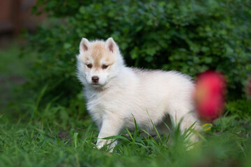 Cute husky puppies in the garden near the tulip flowers